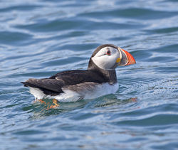 Puffin photographed at Herm [HER] on 6/5/2013. Photo: © Mike Cunningham