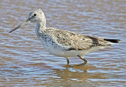 Greenshank photographed at Claire Mare [CLA] on 9/5/2013. Photo: © Mike Cunningham