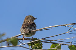 House Sparrow. Photo: © Paul Haswell