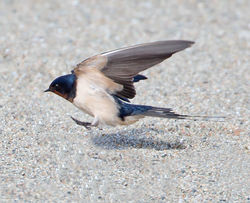 Swallow photographed at La Croix Martin on 23/5/2013. Photo: © Mike Cunningham