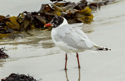 Mediterranean Gull photographed at Cobo [COB] on 27/7/2013. Photo: © Anthony Loaring