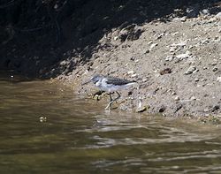 Greenshank photographed at Reservoir [RES] on 12/8/2013. Photo: © Royston Carré