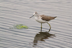 Greenshank photographed at Vale Pond [VAL] on 23/8/2013. Photo: © Rod Ferbrache