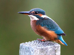 Kingfisher photographed at Rue des Bergers [BER] on 1/9/2013. Photo: © Mike Cunningham