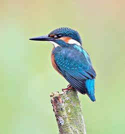 Kingfisher photographed at Rue des Bergers [BER] on 4/9/2013. Photo: © Mike Cunningham
