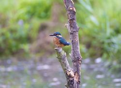 Kingfisher photographed at Rue des Bergers [BER] on 4/9/2013. Photo: © Royston Carré