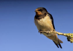 Swallow photographed at Petit Bot [BOT] on 10/9/2013. Photo: © Barry Wells
