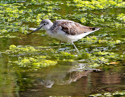 Greenshank photographed at Vale Pond [VAL] on 16/9/2013. Photo: © Mike Cunningham