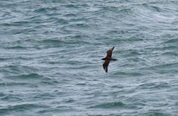 Great Skua photographed at Jaonneuse [JAO] on 18/9/2013. Photo: © Vic Froome
