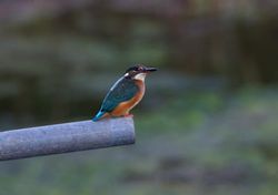 Kingfisher photographed at Vale Pond [VAL] on 18/9/2013. Photo: © Vic Froome