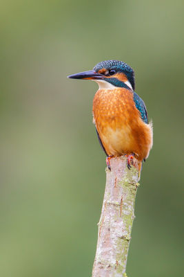 Kingfisher photographed at Rue des Bergers on 20/9/2013. Photo: © steve levrier