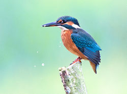 Kingfisher photographed at Rue des Bergers [BER] on 21/9/2013. Photo: © Mike Cunningham