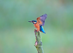 Kingfisher photographed at Rue des Bergers [BER] on 2/10/2013. Photo: © Mike Cunningham