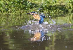 Kingfisher photographed at Rue des Bergers [BER] on 8/10/2013. Photo: © Royston Carré