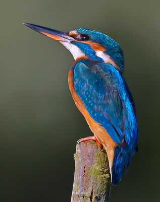 Kingfisher photographed at Rue des Bergers [BER] on 8/10/2013. Photo: © Mike Cunningham