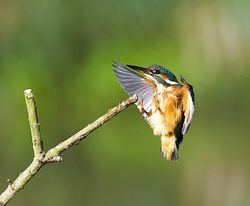 Kingfisher photographed at Rue des Bergers [BER] on 8/10/2013. Photo: © Royston Carré