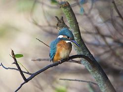 Kingfisher photographed at Rue des Bergers [BER] on 23/10/2013. Photo: © Royston Carré