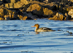 Red-breasted Merganser photographed at Vazon [VAZ] on 4/11/2013. Photo: © Anthony Loaring