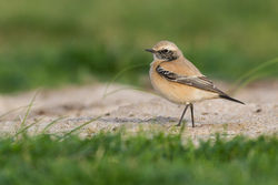 Desert Wheatear photographed at Select location on 19/11/2013. Photo: © Rod Ferbrache