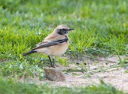 Desert Wheatear photographed at Lancresse on 19/11/2013. Photo: © Royston Carré