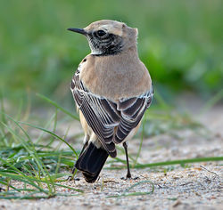 Desert Wheatear photographed at L'Ancresse [LAN] on 19/11/2013. Photo: © Mike Cunningham