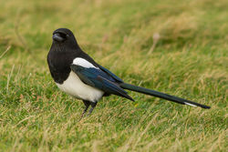 Magpie photographed at Port Soif [SOI] on 14/12/2013. Photo: © Rod Ferbrache