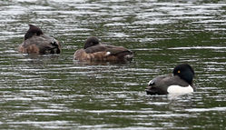 Tufted Duck photographed at Gallotin Quarry [GAL] on 5/1/2014. Photo: ©  Rockdweller
