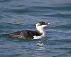 Razorbill photographed at Castle Cornet on 6/1/2014. Photo: © Mike Cunningham