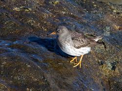 Purple Sandpiper photographed at Fort Doyle [DOY] on 4/2/2014. Photo: © Vic Froome