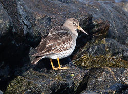 Purple Sandpiper photographed at Fort Doyle [DOY] on 18/2/2014. Photo: © Mike Cunningham