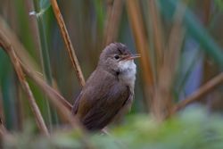 Reed Warbler photographed at Select location on 23/4/2014. Photo: © Dan Scott