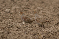 Grey Partridge photographed at Rue des Hougues, STA [H04] on 6/5/2014. Photo: © Rod Ferbrache