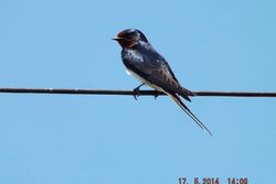 Swallow photographed at Sark [SAK] on 17/5/2014. Photo: © Rheya Sarre