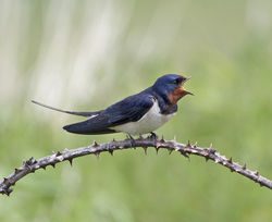 Swallow photographed at Pleinmont [PLE] on 22/5/2014. Photo: © Mike Cunningham