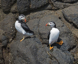 Puffin photographed at Herm [HER] on 19/6/2014. Photo: © Mike Cunningham