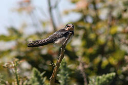 Swallow photographed at Pleinmont [PLE] on 10/7/2014. Photo: © Jason Friend