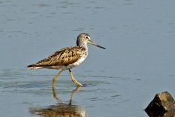Greenshank photographed at Vale Pond [VAL] on 16/7/2014. Photo: © Anthony Loaring