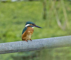 Kingfisher photographed at Vale Pond [VAL] on 2/8/2014. Photo: © Anthony Loaring