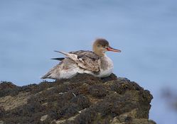 Red-breasted Merganser photographed at Havelet [HAV] on 5/8/2014. Photo: © Royston Carré