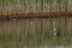 Greenshank photographed at Claire Mare [CLA] on 7/8/2014. Photo: © Jason Friend