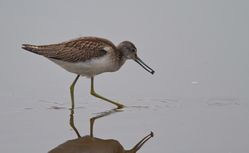 Greenshank photographed at Claire Mare [CLA] on 8/8/2014. Photo: © Dan Scott