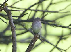 Spotted Flycatcher photographed at Rue des Bergers [BER] on 28/8/2014. Photo: © Royston Carré