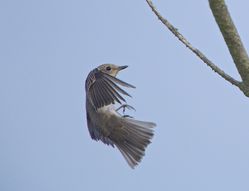 Spotted Flycatcher photographed at Fort Hommet [HOM] on 19/9/2014. Photo: © Royston Carré