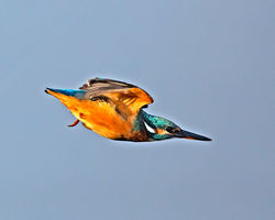 Kingfisher photographed at Claire Mare [CLA] on 20/10/2014. Photo: © Mike Cunningham