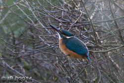 Kingfisher photographed at Claire Mare [CLA] on 20/10/2014. Photo: © J Friend
