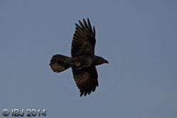Raven photographed at Mt. Herault [MHE] on 30/10/2014. Photo: © J Friend