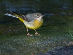Grey Wagtail photographed at Petit Bot [BOT] on 16/11/2014. Photo: © Rod Ferbrache