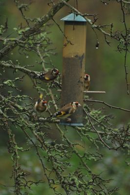 Goldfinch photographed at Les Truchots, St. Andrews on 10/1/2015. Photo: © Shane Giles
