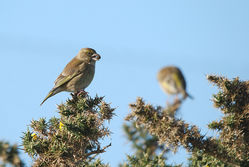 Greenfinch photographed at Chouet Refuse Tip [CH2] on 4/3/2015. Photo: © Jason Friend