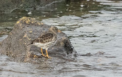 Purple Sandpiper photographed at Grandes Rocques [GRO] on 8/3/2015. Photo: © Anthony Loaring